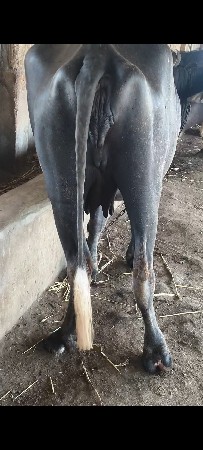 પેલા વેતર ની ખણેલી વેચવાની છે