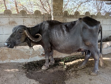 ભેસ વેચવાની છે