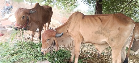 ગોઠલા વેચવાના છે