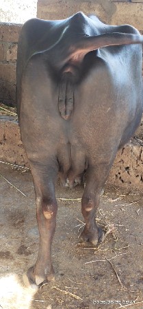 ભેંસ