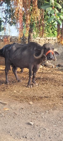 20 દીવશ ની કાચી છે