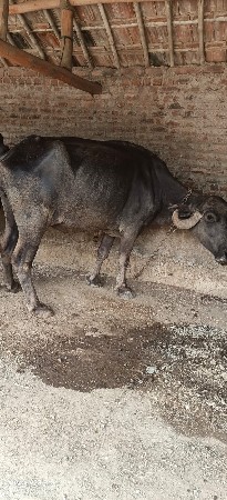 વેચવાની છે