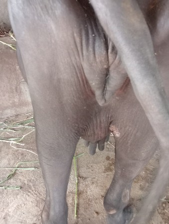 બારડ રણજીતભાઈ