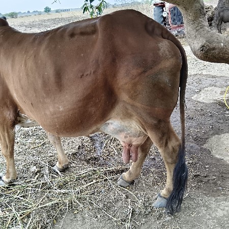 gay vechvani se