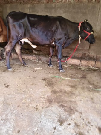 આ ગાય વેચવાની છે