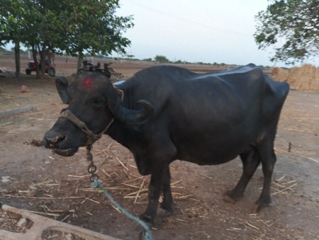 પરબતભાઇ કંડોરીયા
7984344355