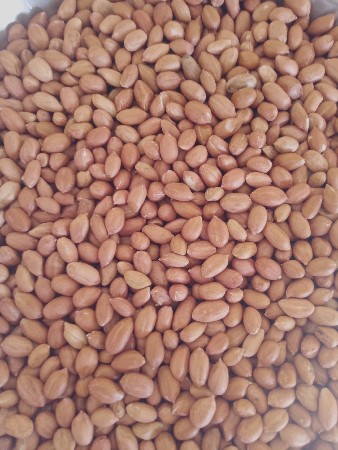 ગીરનાર 4 બિજ નિગમ