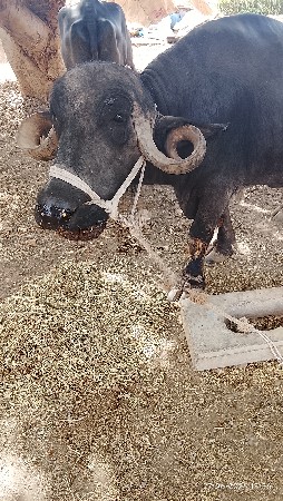 ભેસ