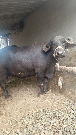 બીજું વેતર
