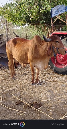 ગાય વેચવાની છે