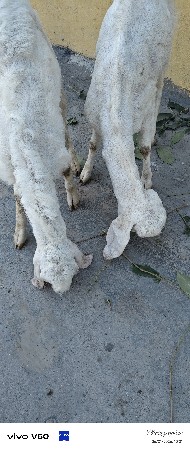 એક બકરો એક બકરી