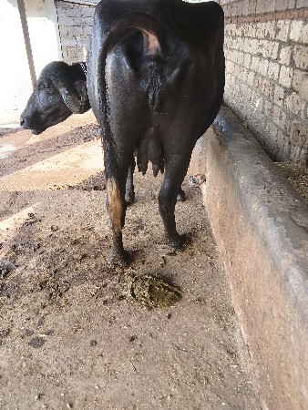 બીજું વેધર આ ખડાઈ વેચવાની છે