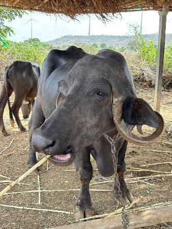 ભેંશ વેચવાની છે