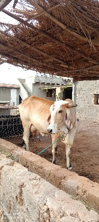 ગાય વેચવા ની હૈ