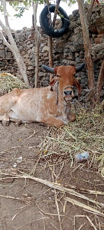 પેલુ વેતર