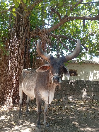 બરદ વેચવાનો છે