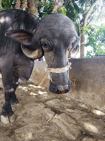 ભેસ વેચવાની છે