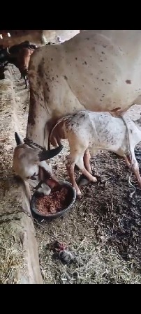 ગાય વેચવાની છે