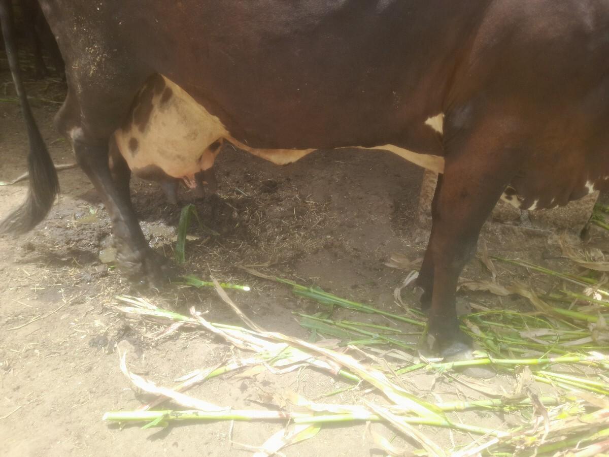 ગાય