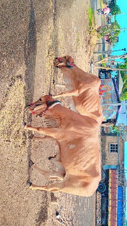 એકવાર મારવા બેસવાની ટોટલ જવાબદારી