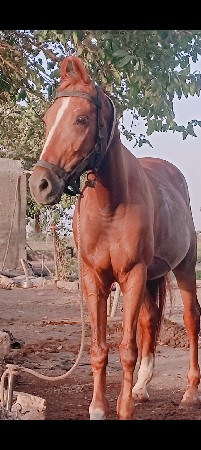 કાઠીયાવાડી ઘોડી તાત્કાલિક વેચવાની હ