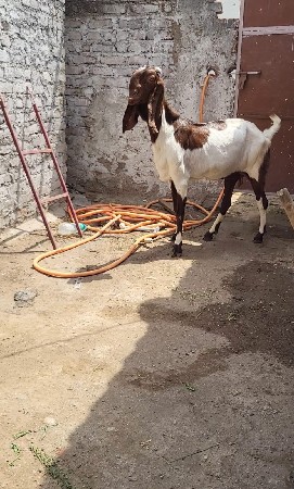totapuri bakri