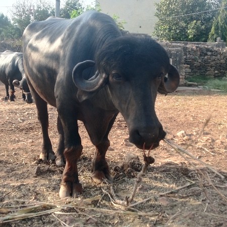 પાડો વેચવાનો છે
