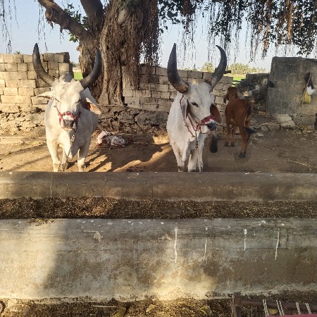 બળદ 2 ધર ના