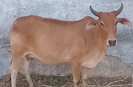 ગાય વેચવાની છે
