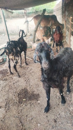 બકરી વેચવાની