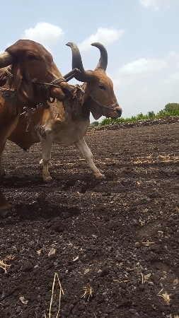 ફુલ ગેરેટી થી દેવા ના સે