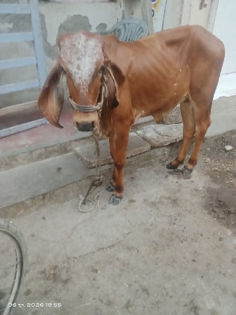 વાછડી વેચવાની છે