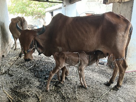ગાય વેસાવ