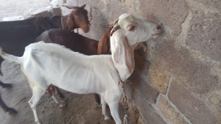 vechavani chhe