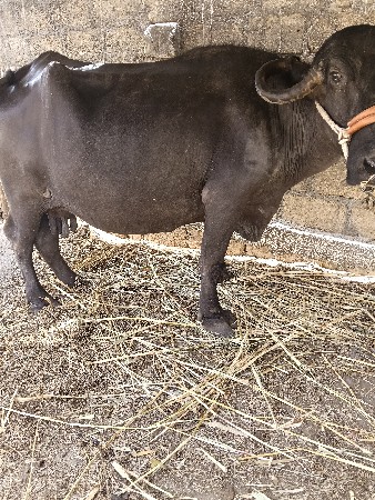 જયરાજભાઇ 6352237745