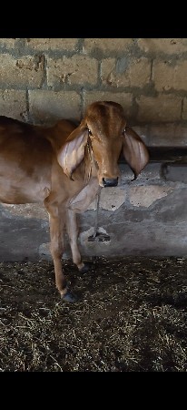 RaviBariya
