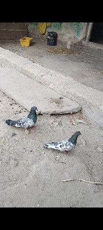 સેમ જોડી મારવાડા ની
