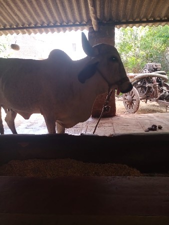 cow (ગાય)