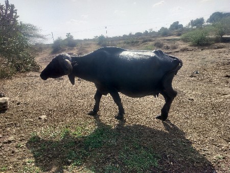 ભેસ