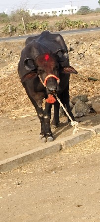 આખરે વેચવાની છે પહેલું વેધર.