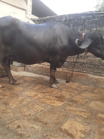ભેસ વેચવાની છે