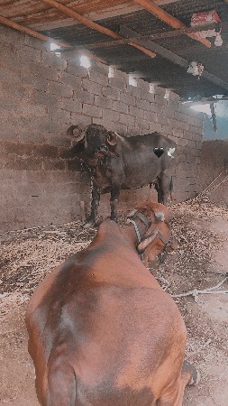 ભેંસ વેચવાની છે