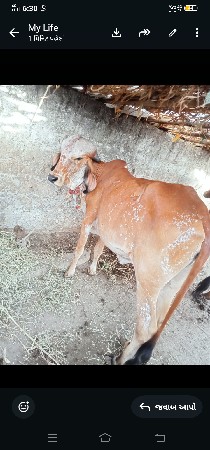 હોડકીવેસવાનીસે