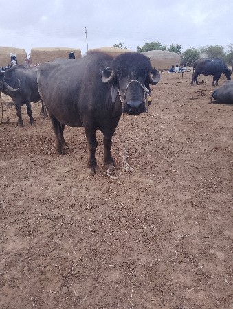 ભેંસ વેચવાની છે ત્રણ