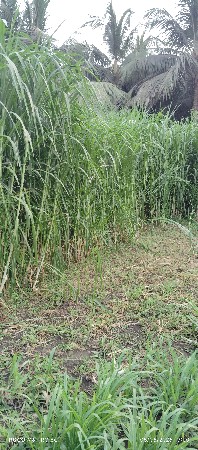 NAPIER GRASS VECHAVNU CHHE
