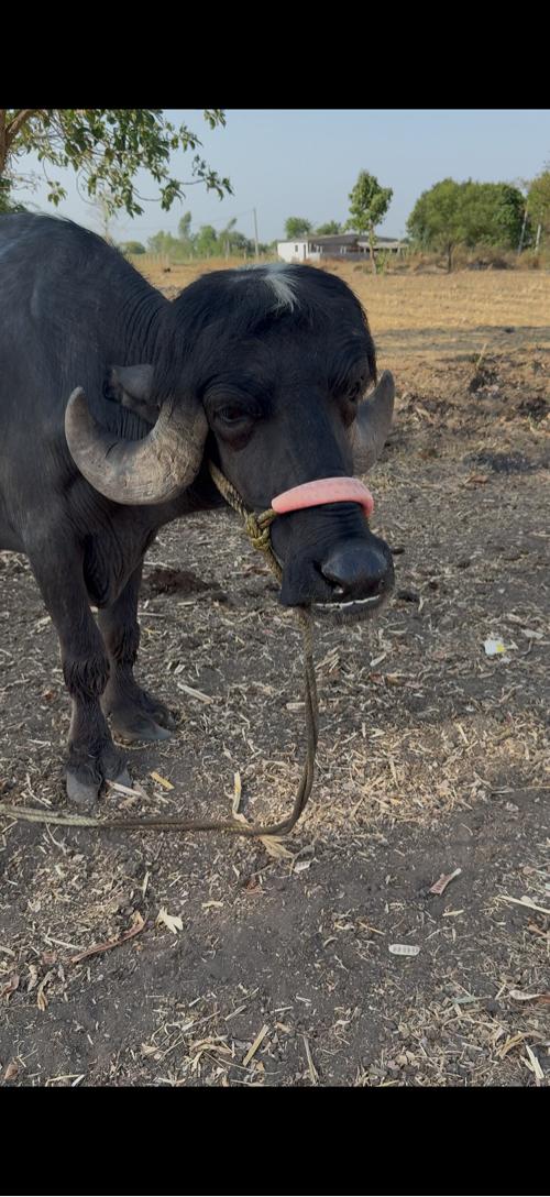 જાફરાબાદી ખડેલી વેચવાની