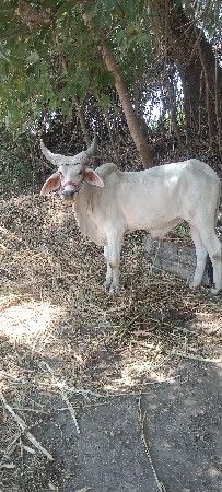 ઘોડલો વેચવાનો છે