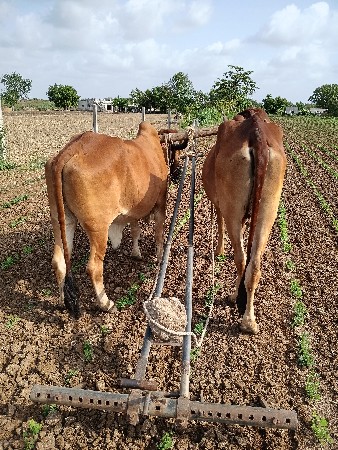 બડદવેસવાના બે વાવણીનાછે