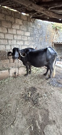 ભેંસ વેચવાની છે મો= 9978825785