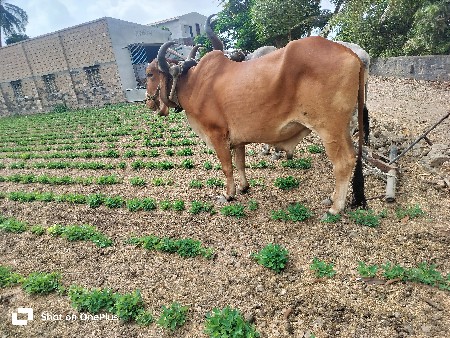 બળદ વેસવાનો છે.